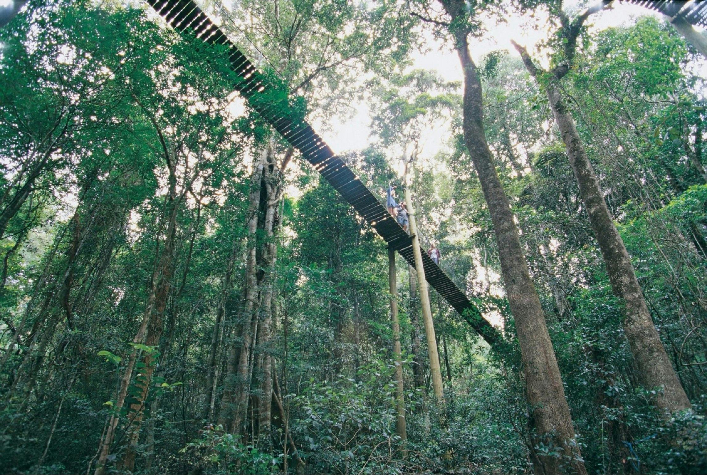 O'Reilly's Tree Top Walk