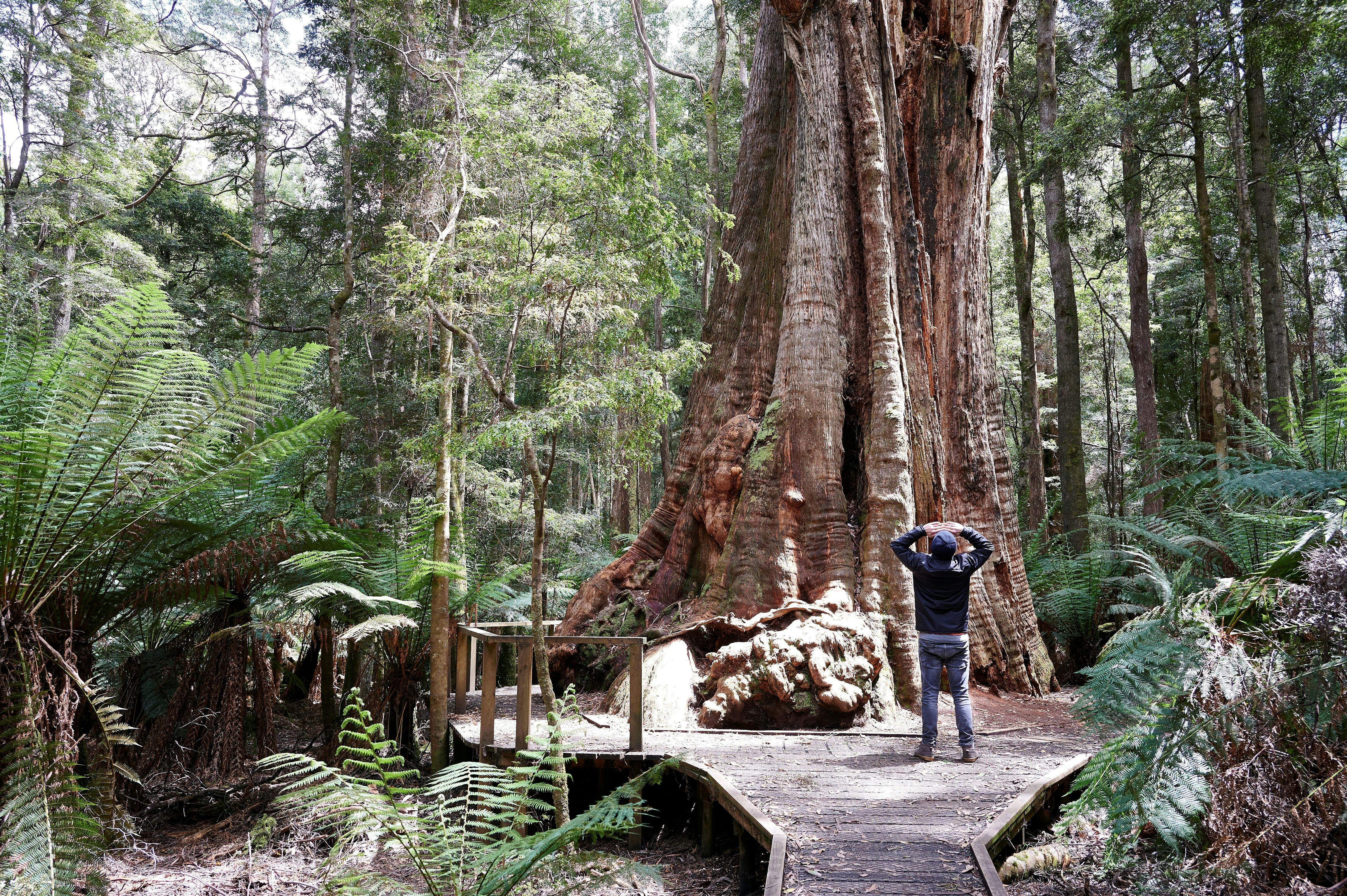 The Big Tree