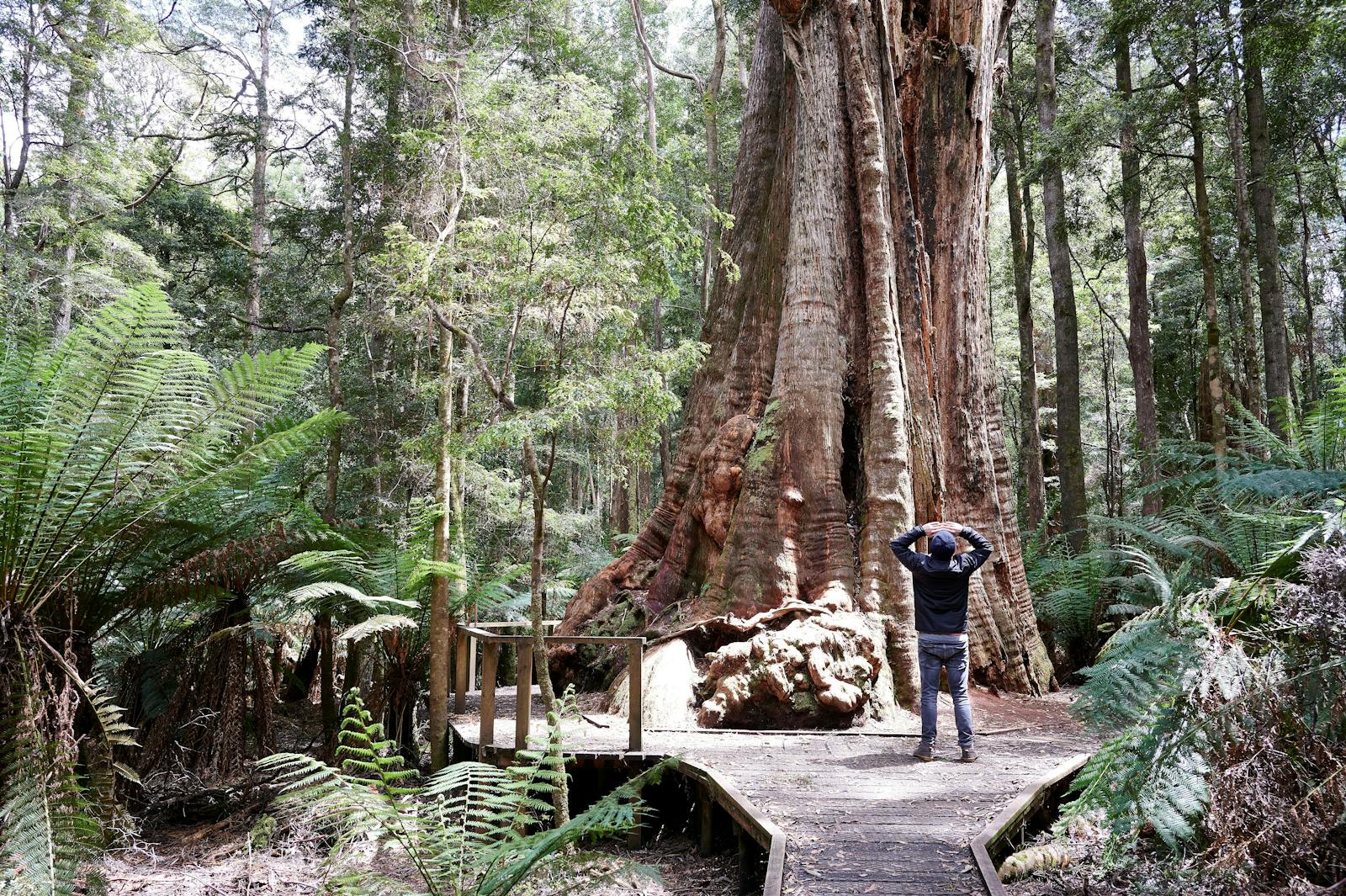 The Big Tree