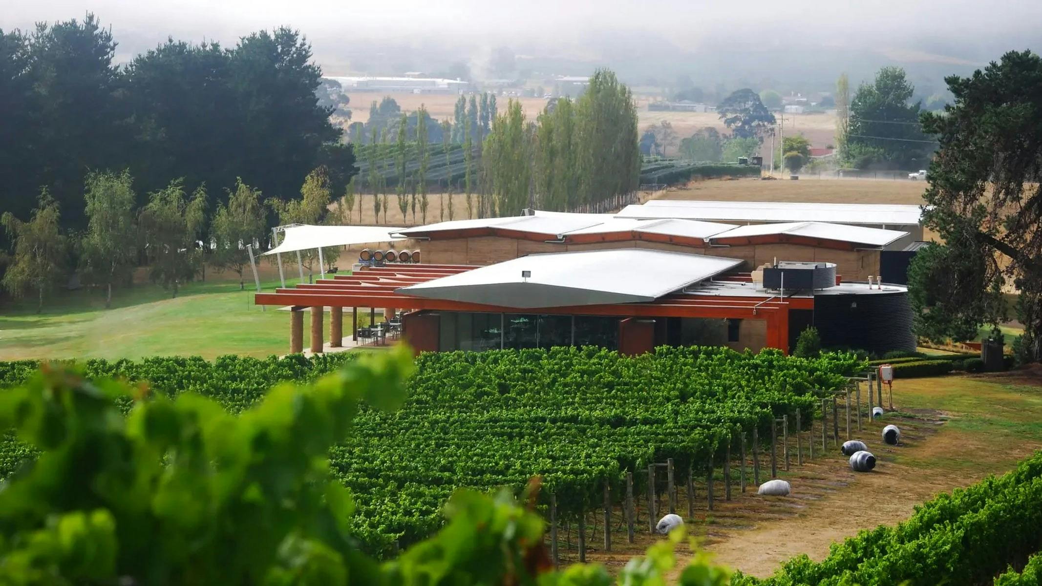 Vines at Home Hill Winery in Tasmania's Huon Valley