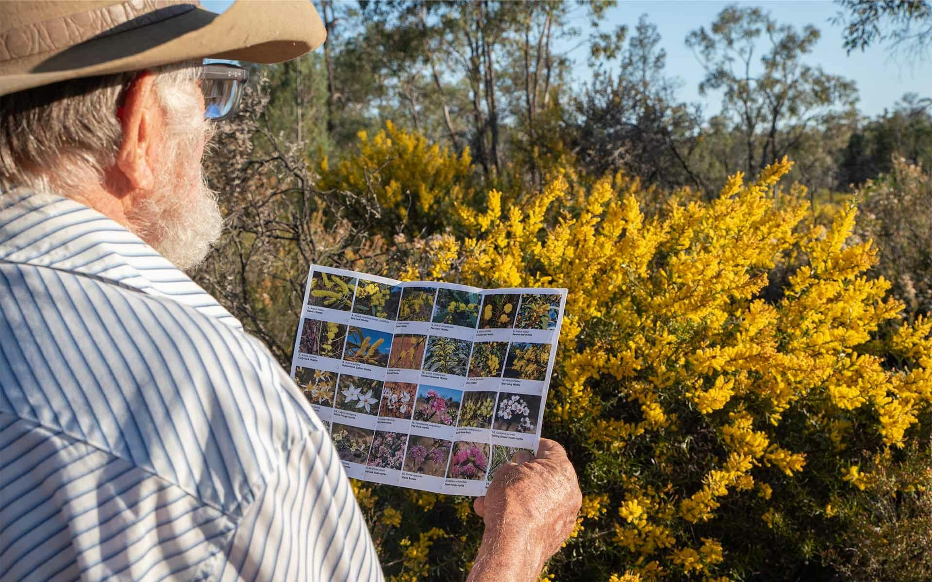 A man looking at wildflowers holding a wildflower spotting brochure