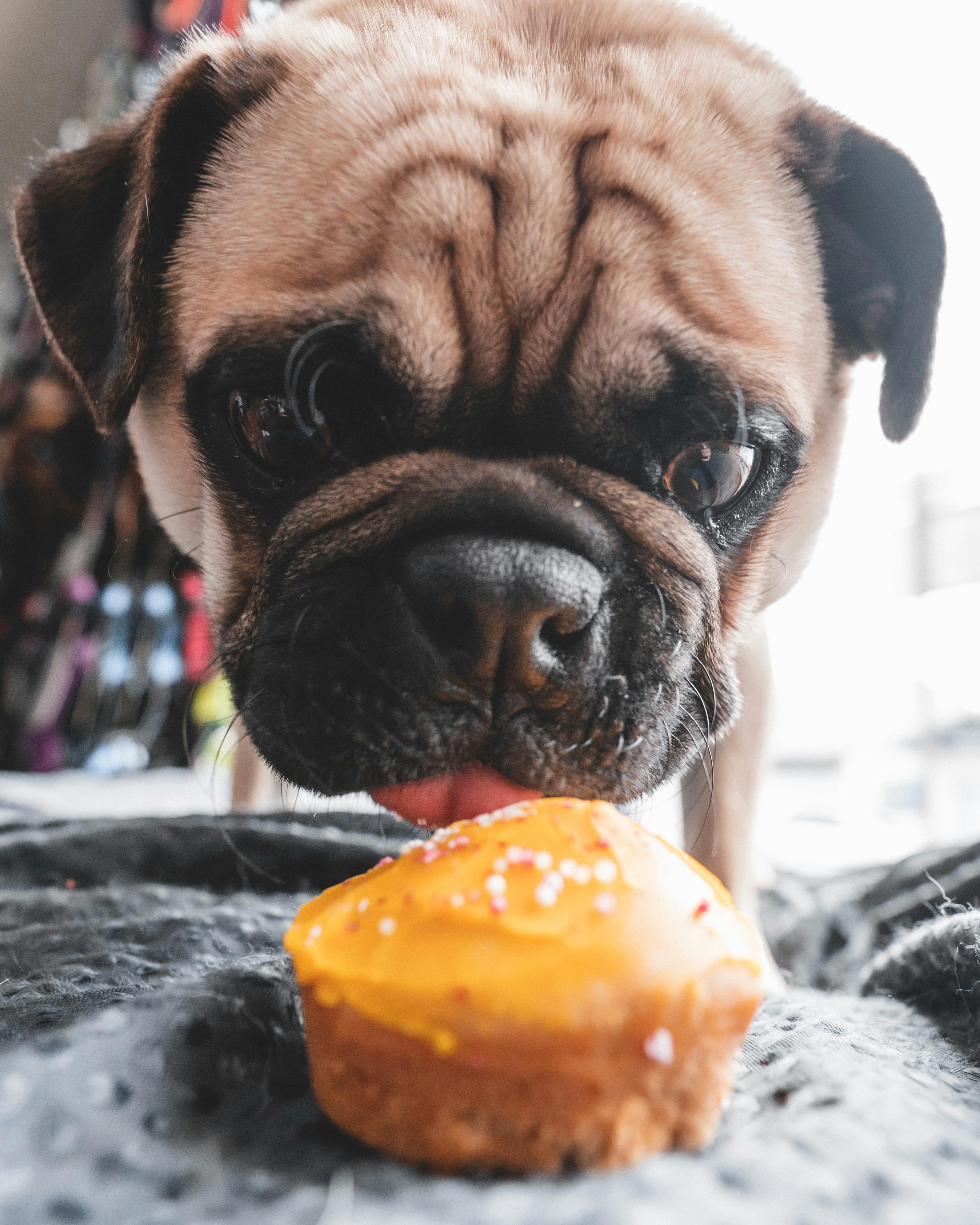 Treat your dog with homemade treats