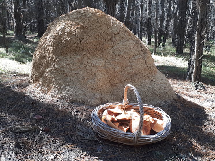 A wicker basket with red pine mushrooms standing in front of a large termite mound.