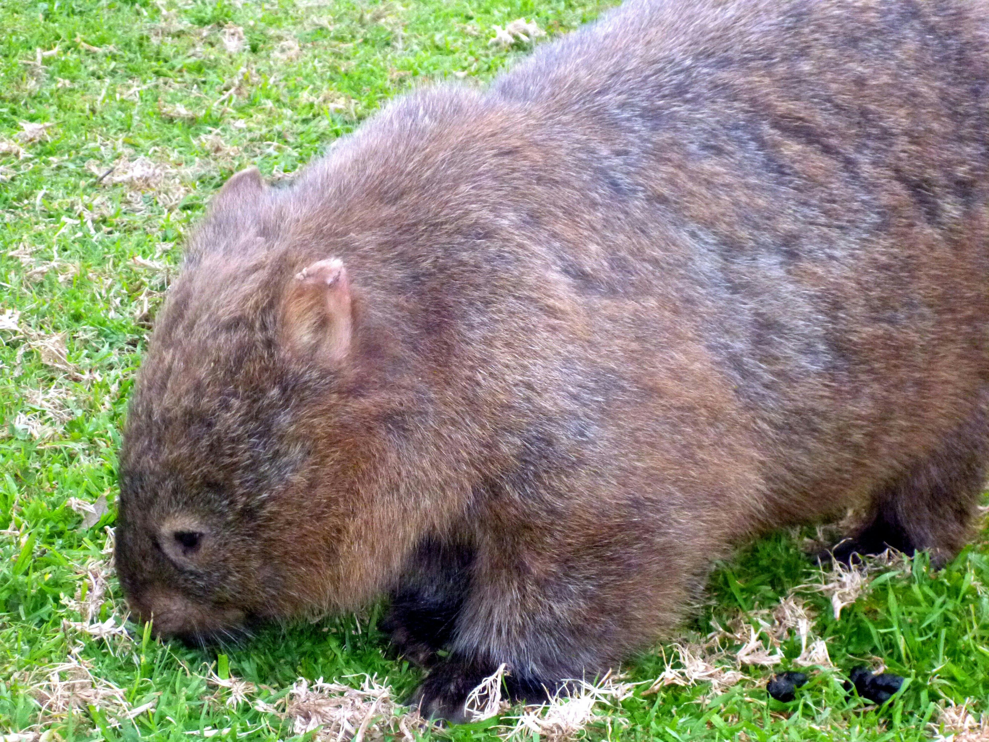 wild wombat