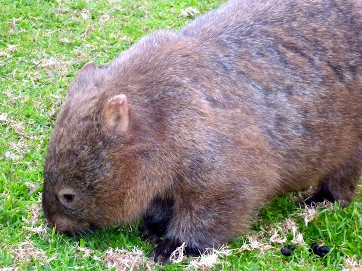 wild wombat