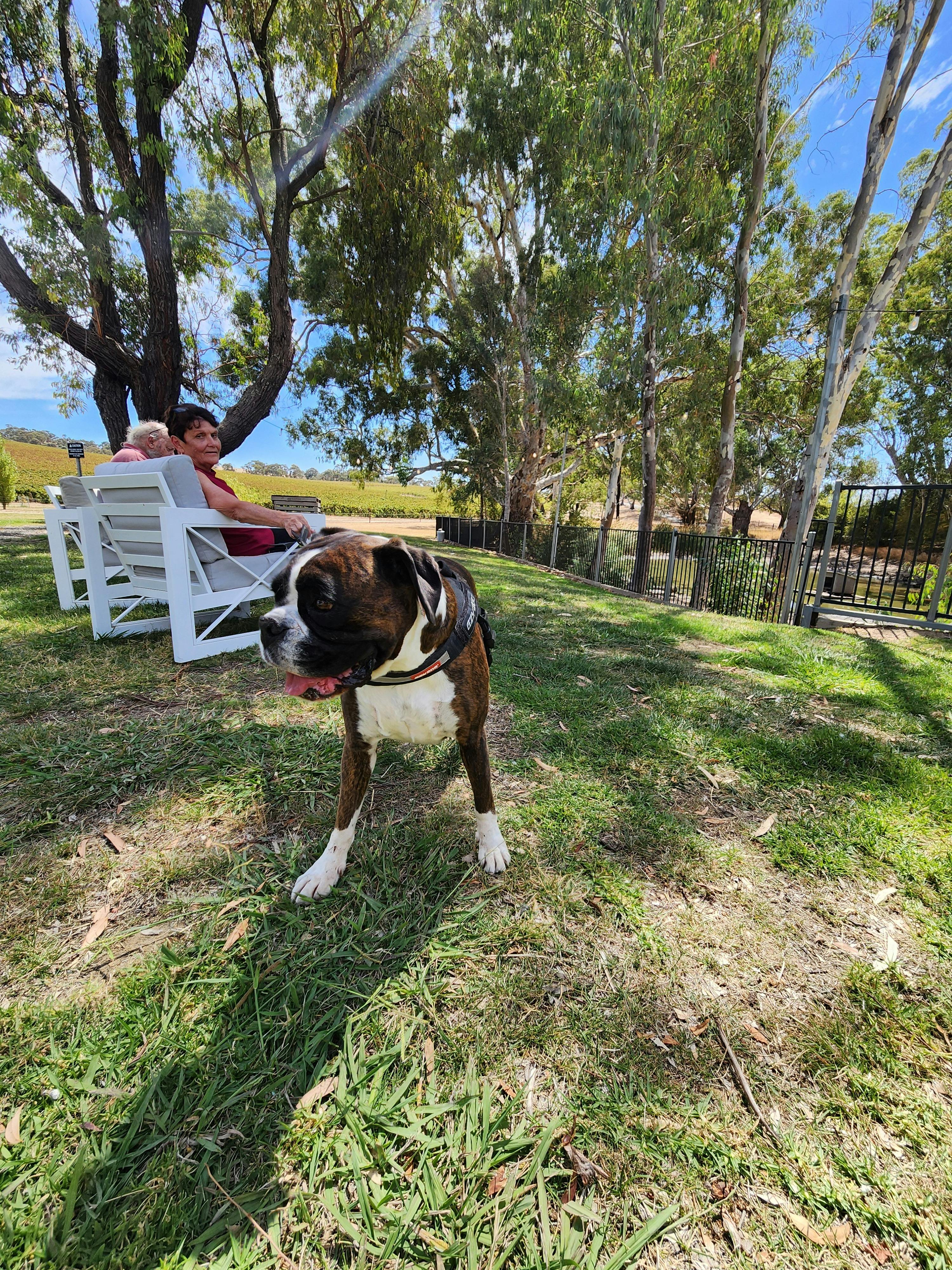 Puppy "Miss Hilder" enjoying the views