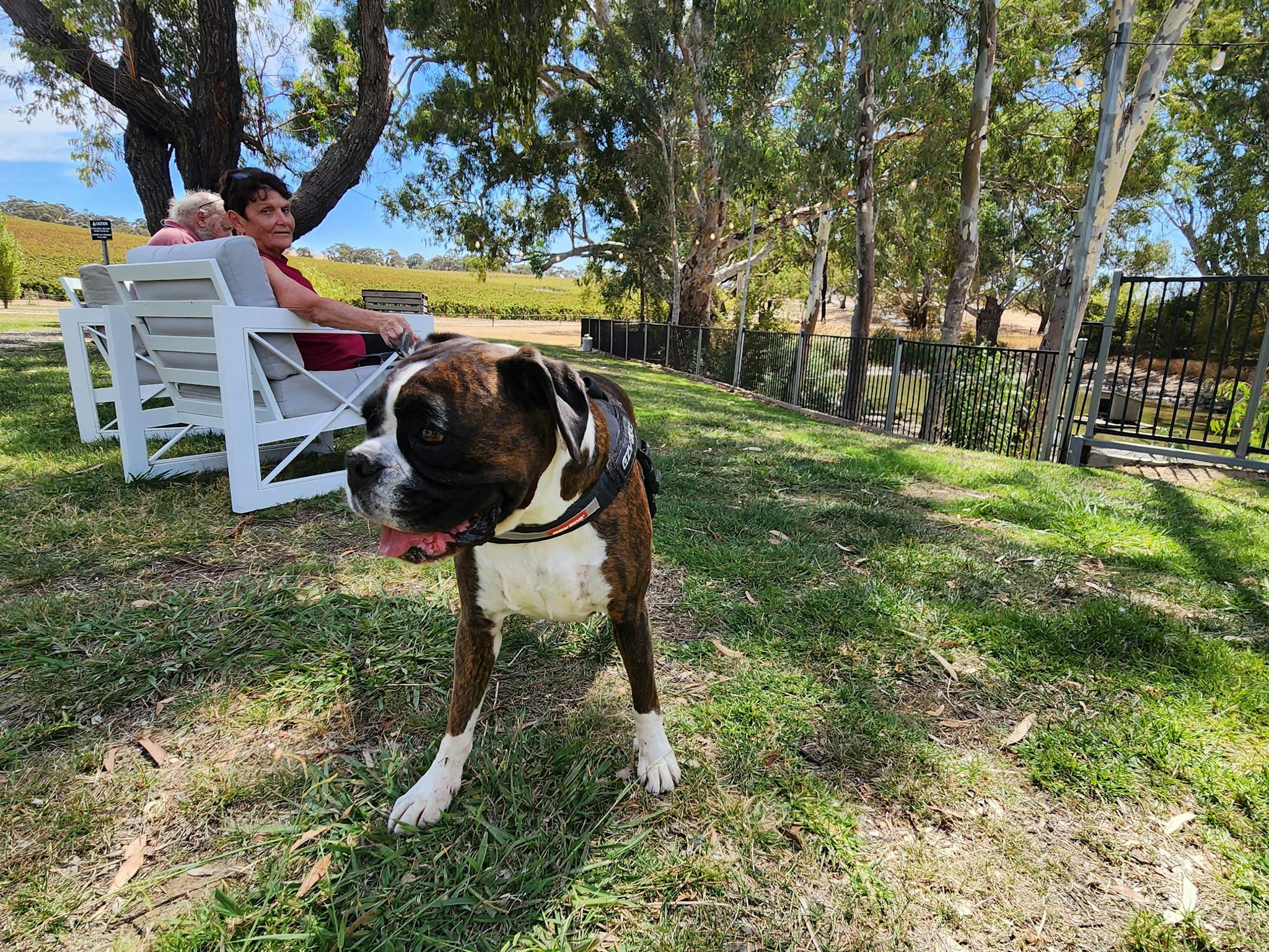 Dog Friendly