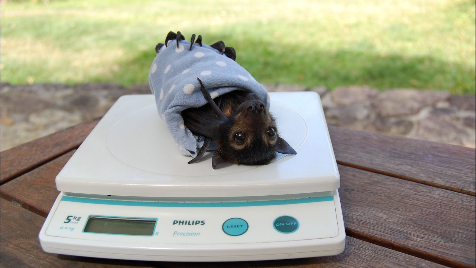 Bat Hospital Visitor Centre