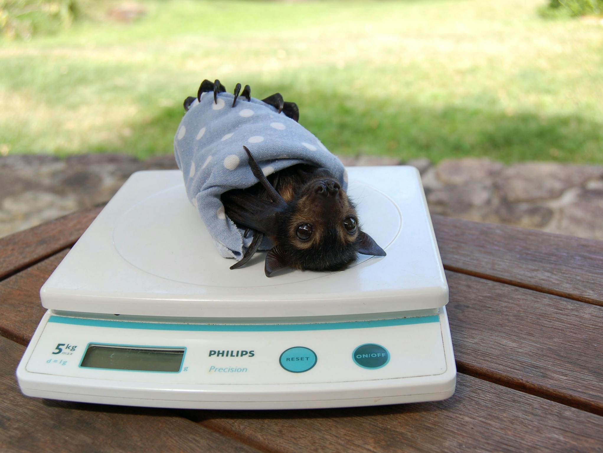 Weighing orphan