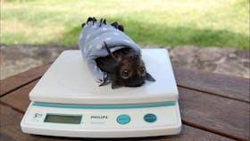 Bat Hospital Visitor Centre