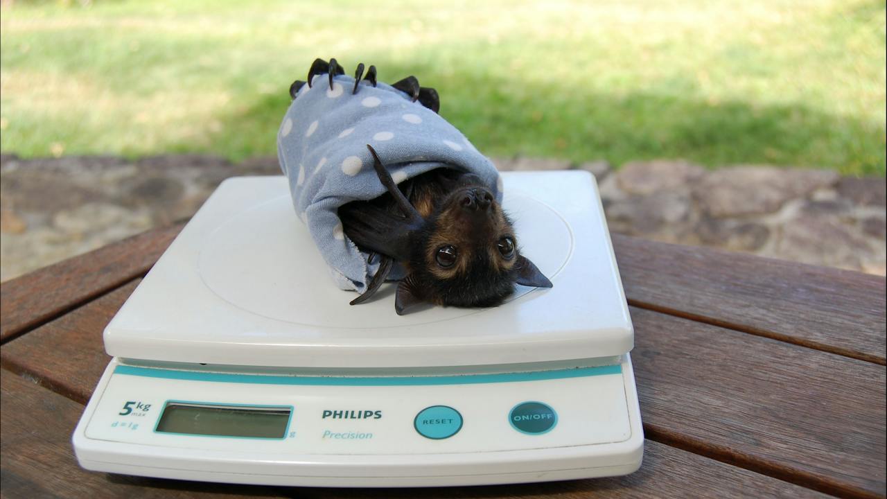 Weighing orphaned Spectacled flying fox