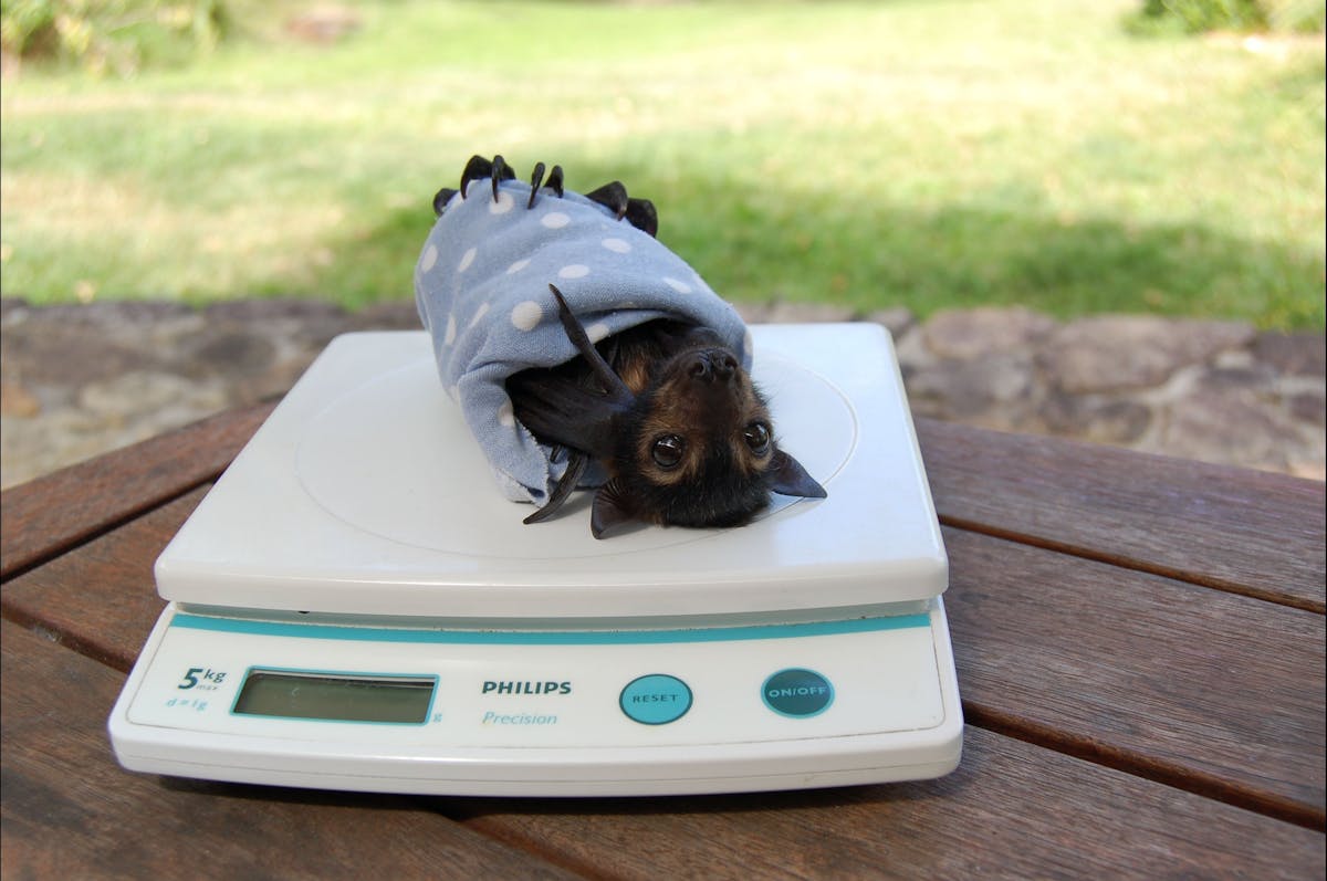 Weighing orphan