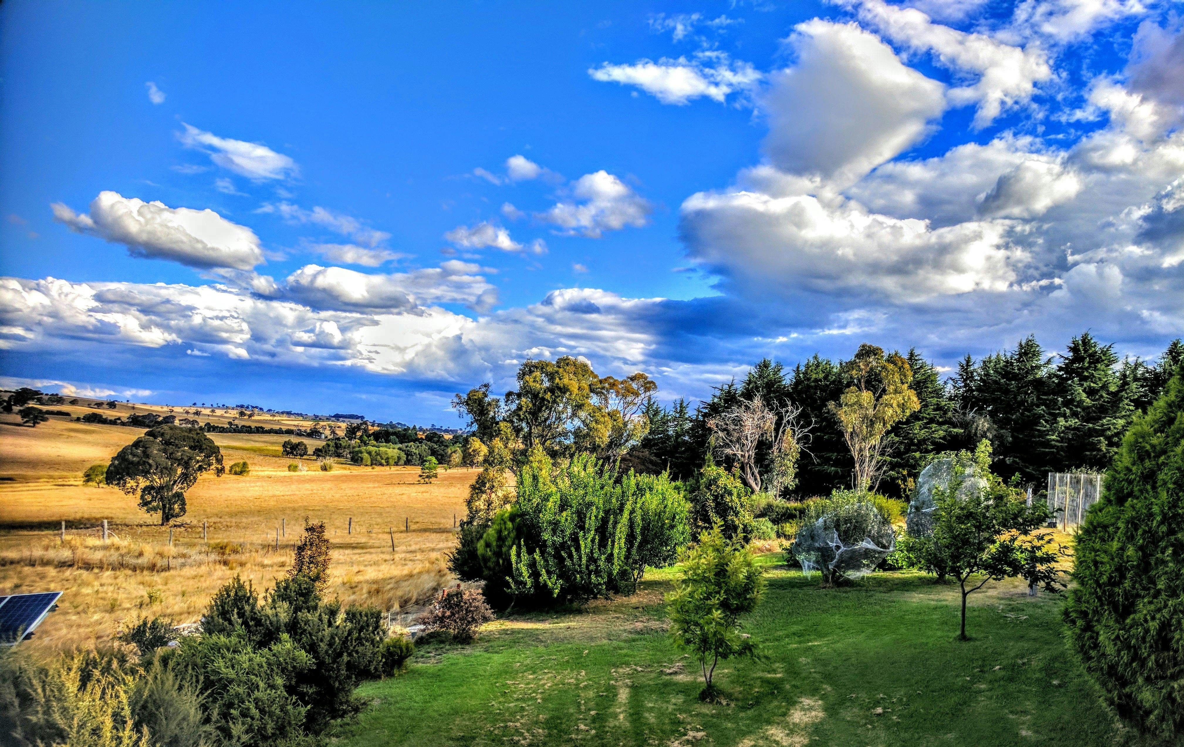 Blue sky with light clouds. Golden pastures, with green lawn in the foreground.