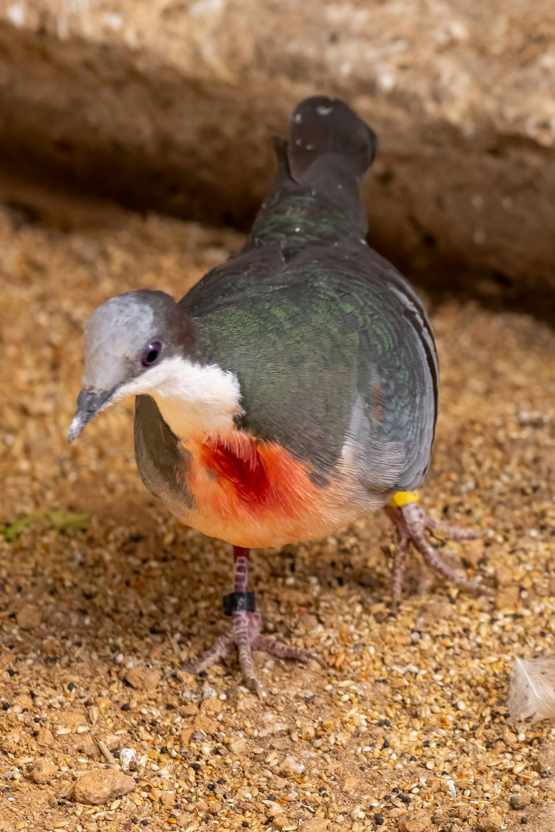 Bleeding Heart Pigeon at the CWIA
