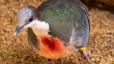 Bleeding Heart Pigeon at the CWIA