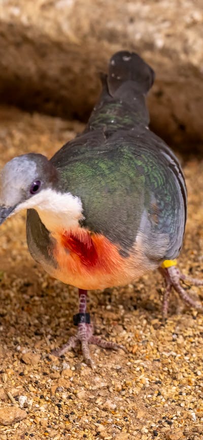 Bleeding Heart Pigeon at the CWIA