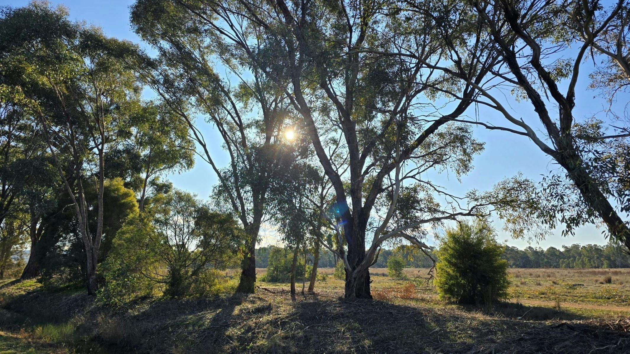 Tall trees with blue sky and shining sun in the background