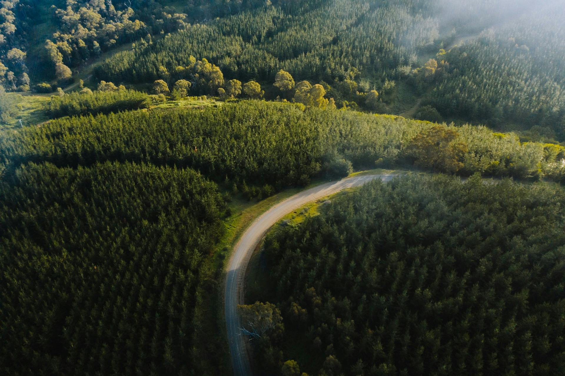 Road winding its way through the forests in the Snowy Valleys