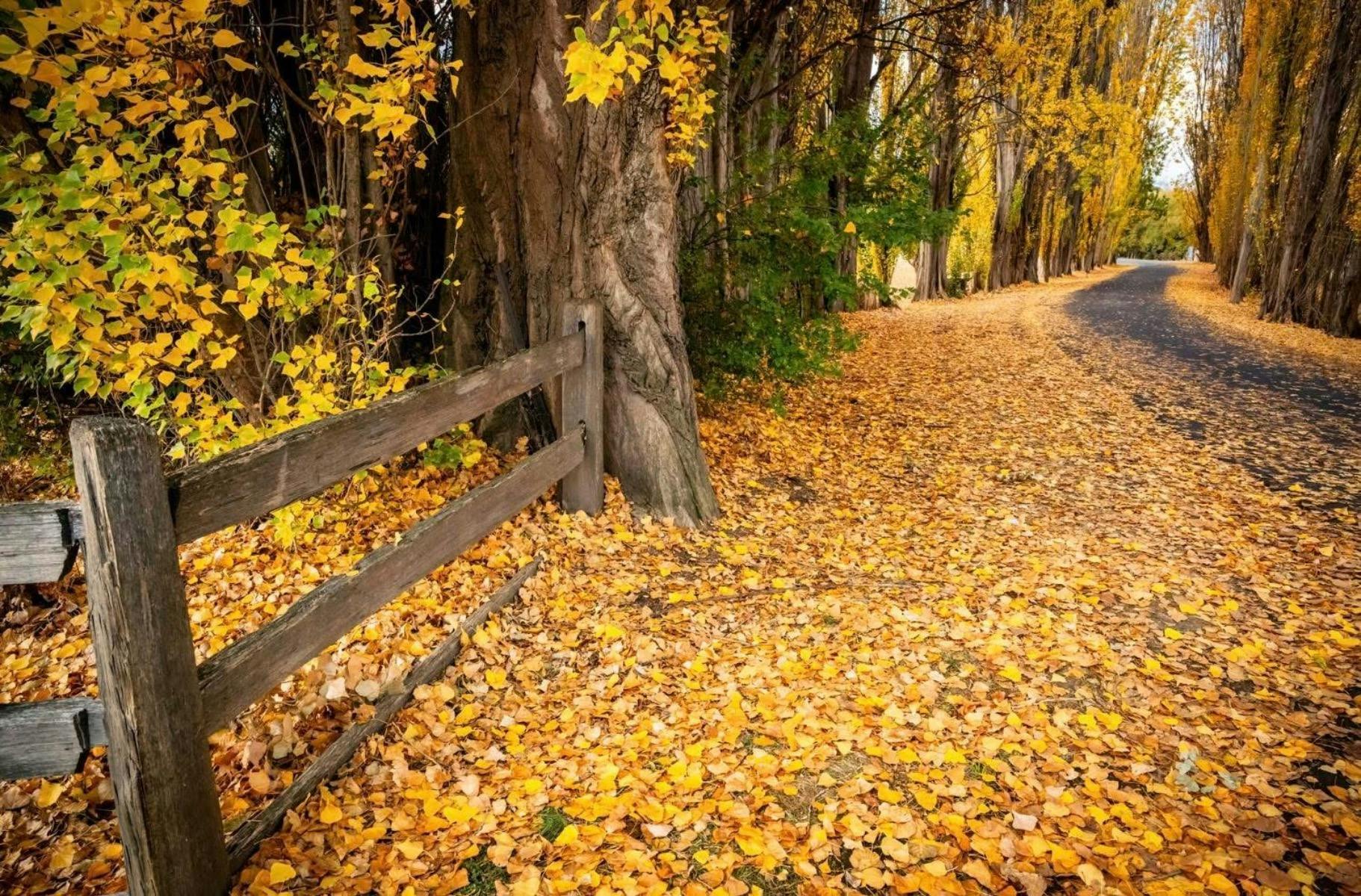 An avenue of Poplar trees with autumn leaves all over the road