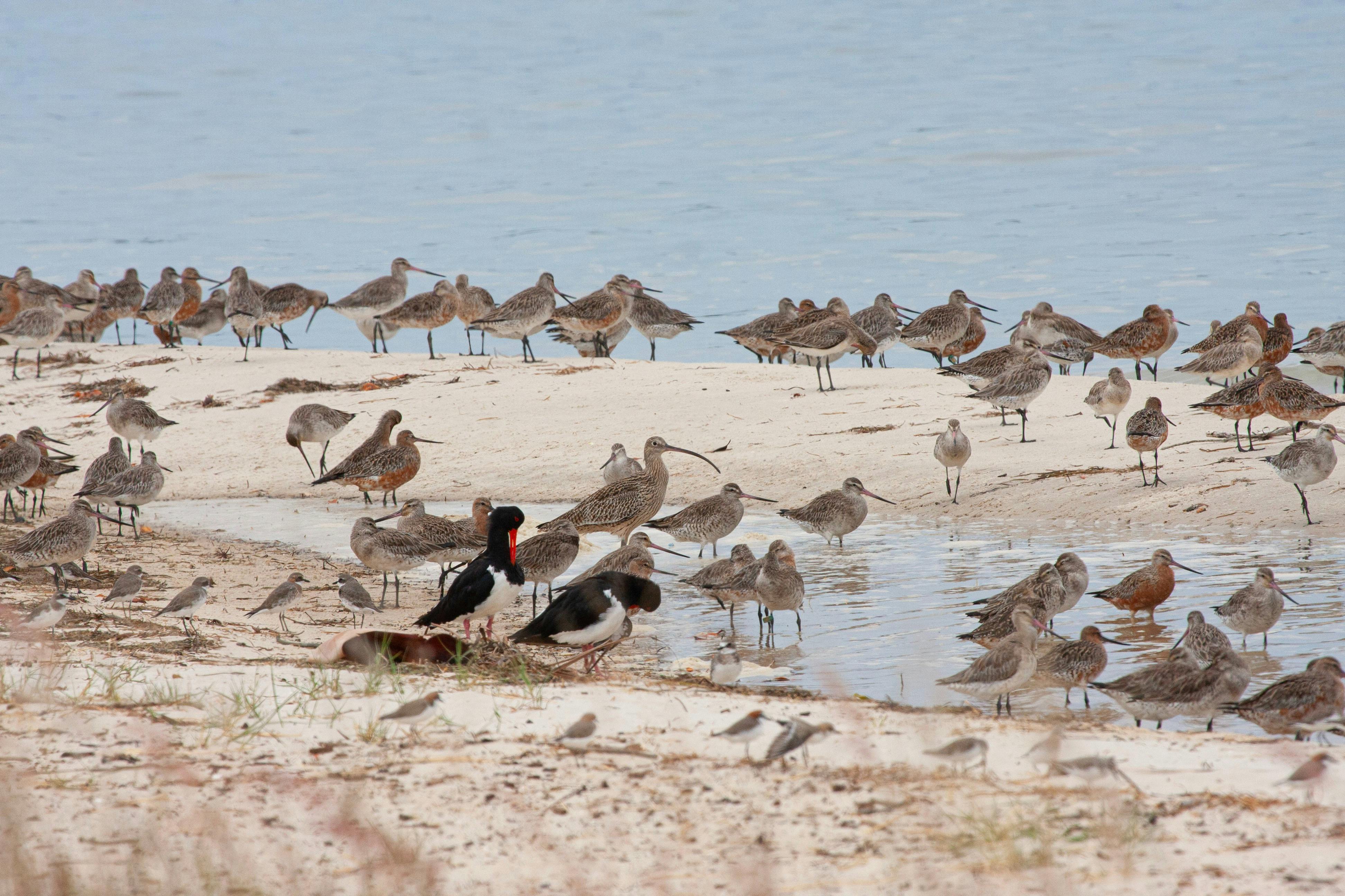 Bribie Island Birdlife Tour