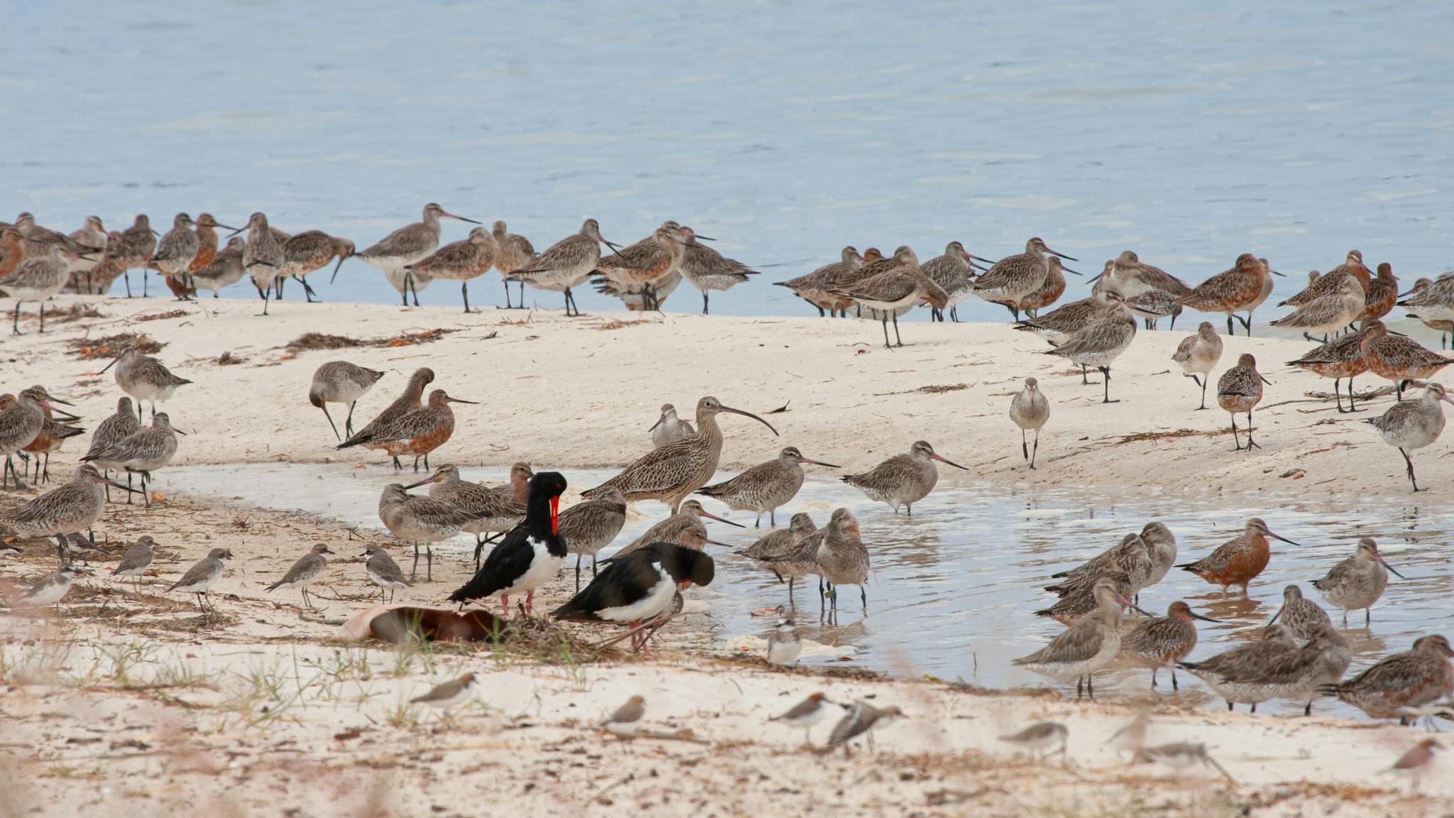 On the search of the migrating birds on Bribie island with private tour from Brisbane Nature Tours On the search of the migrating birds on Bribie island with private tour from Brisbane Nature Tours