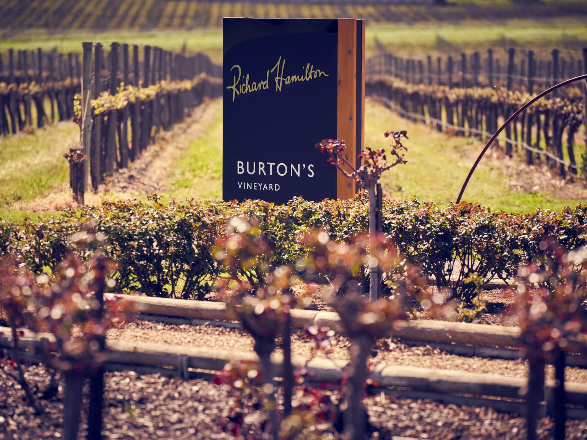 Burtons Vineyard