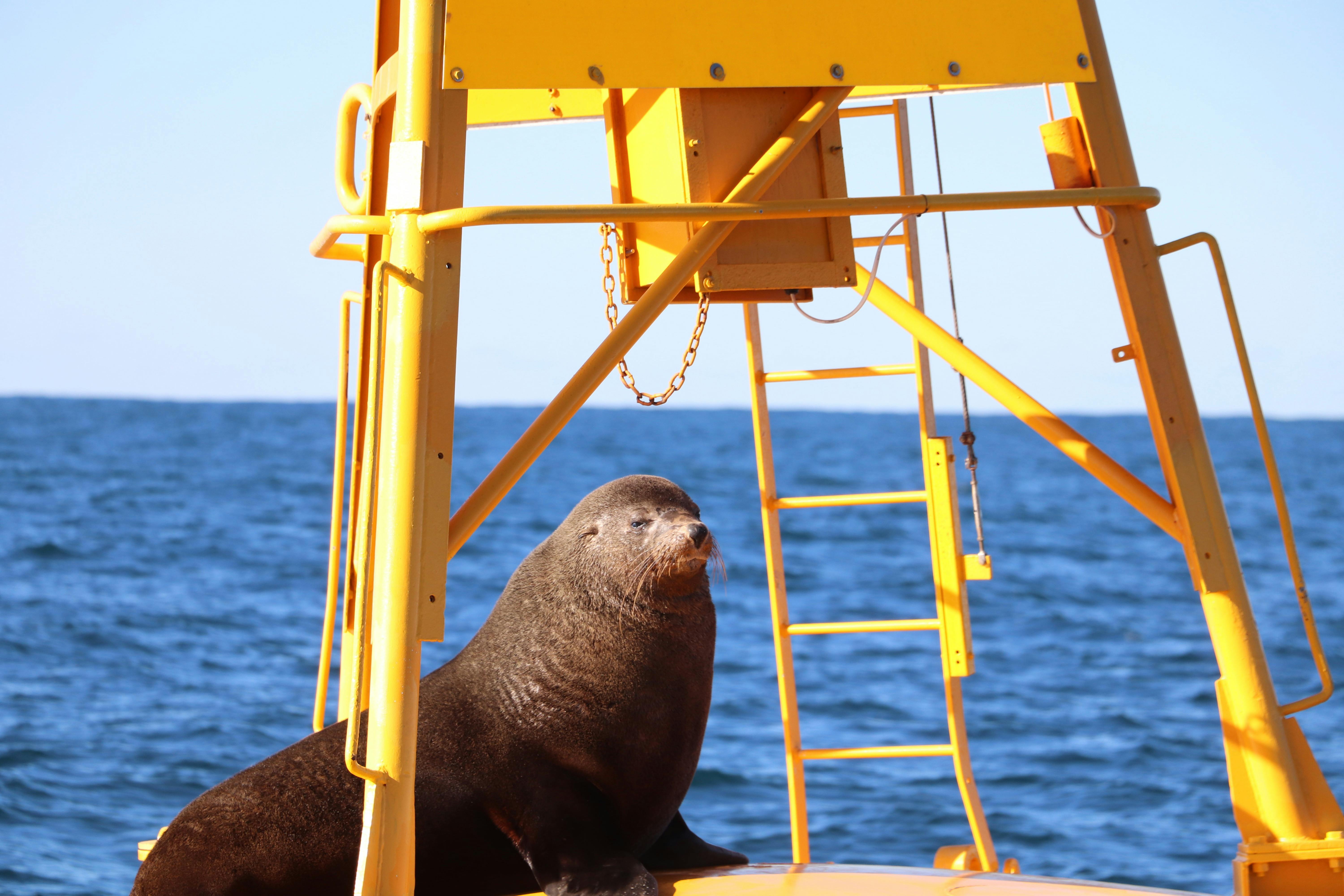 New Zealand Fur Seal