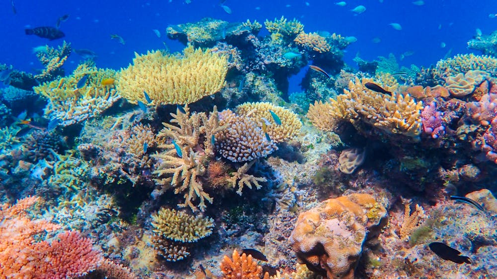 SeaLink North Queensland - Great Barrier Reef Snorkelling Day Tour