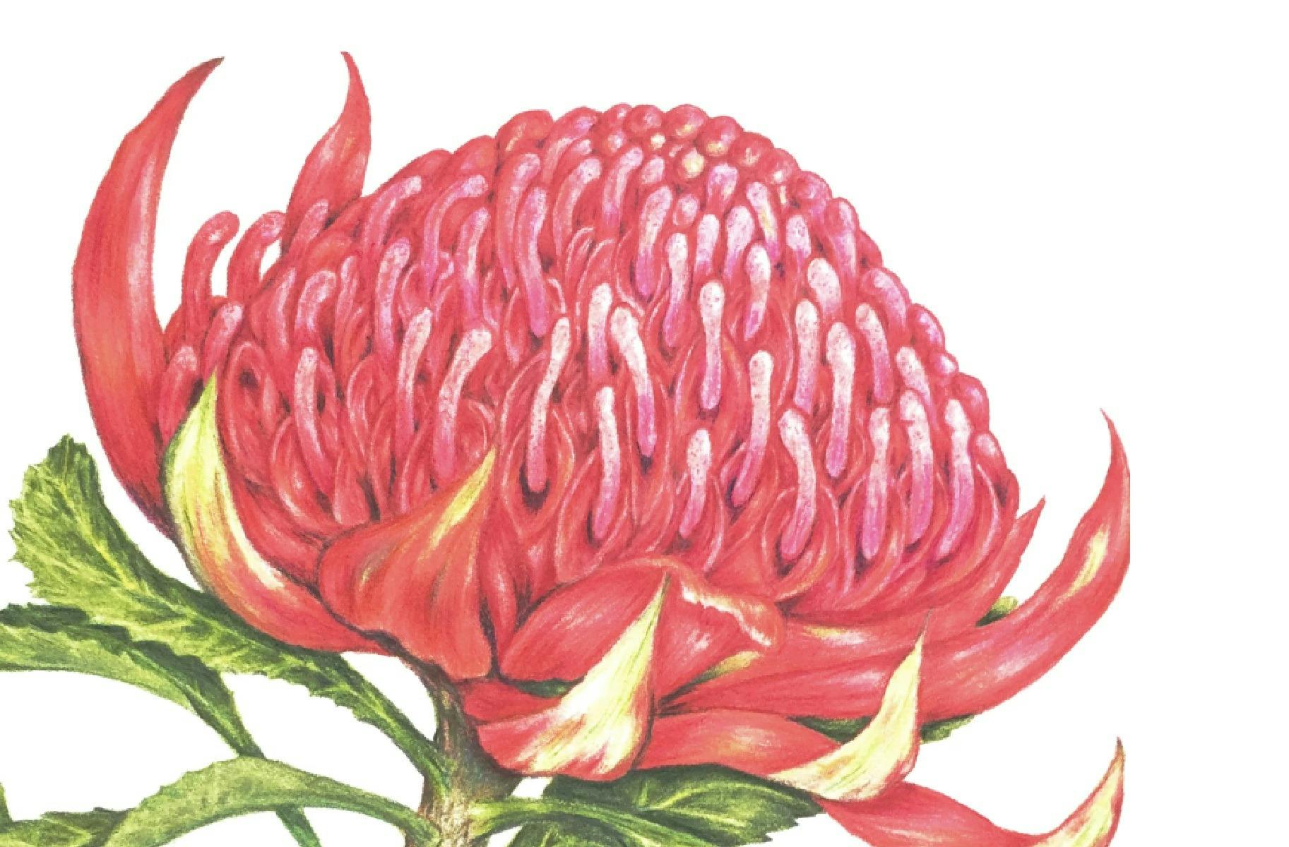 Drawing of a Waratah