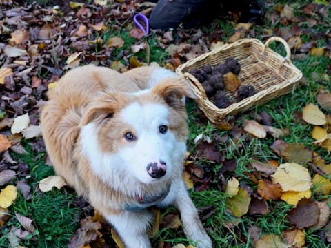 Truffle Hunt and French Brunch with Chef Christophe and Josephine