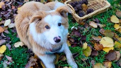 Large truffle dog
