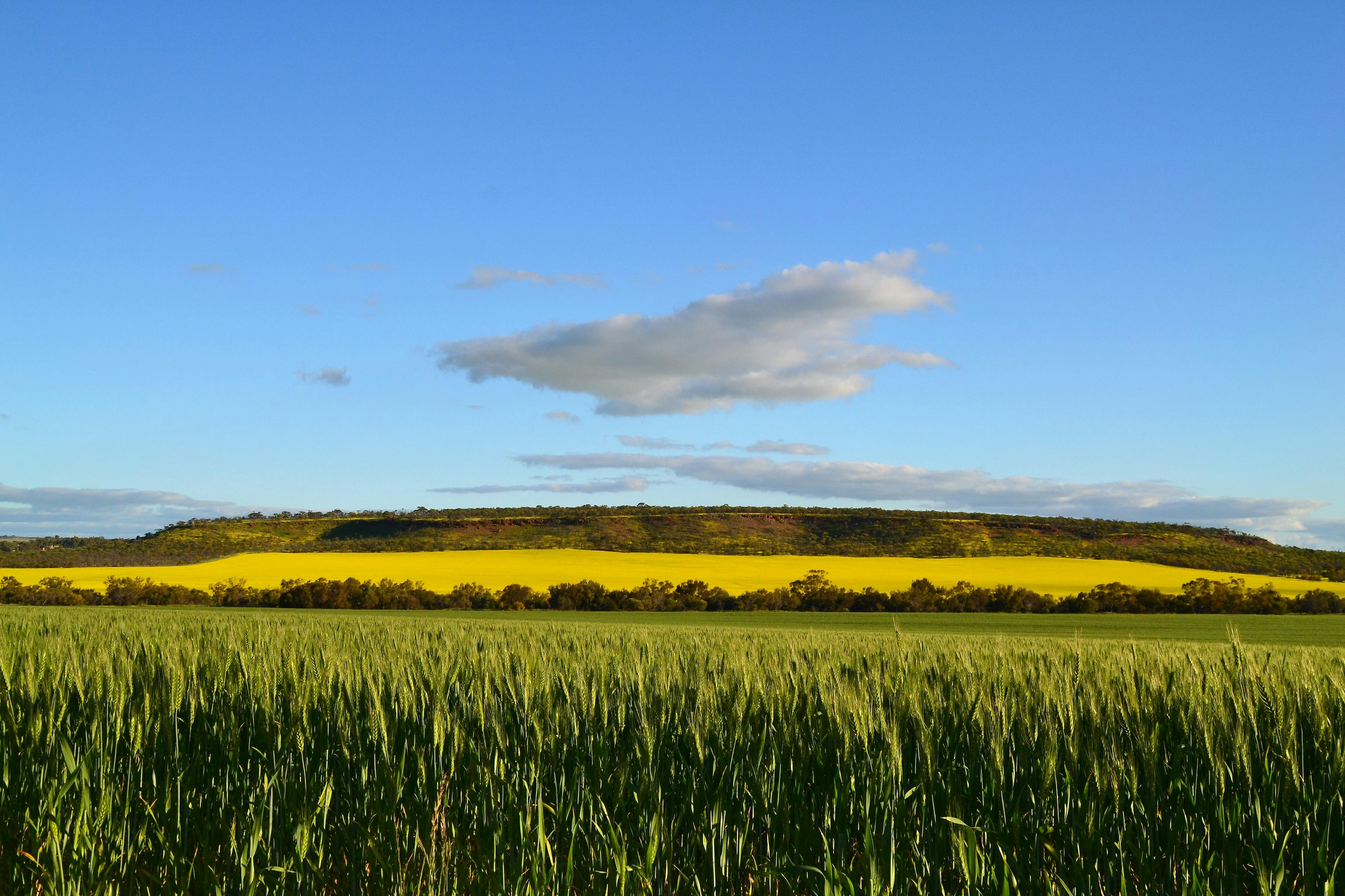 Mingenew Hill