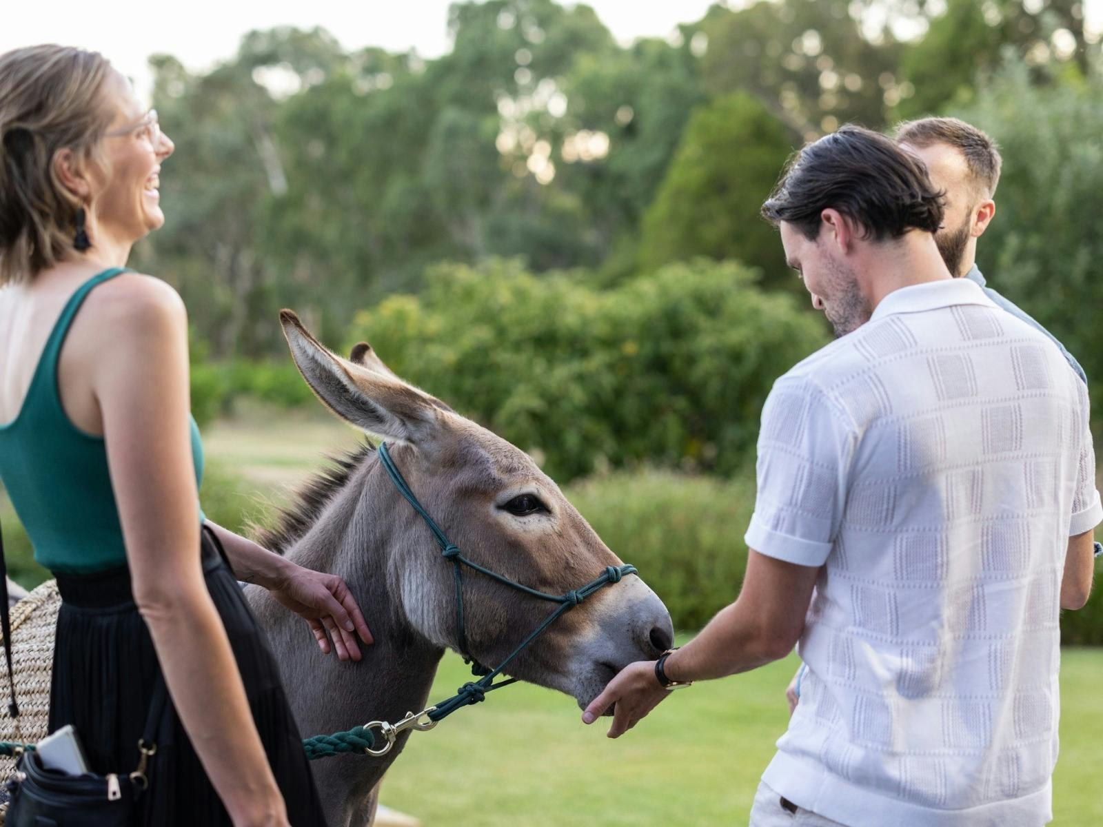 Donkey being fed carrots by three happy people
