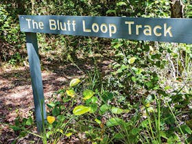 Bluff Loop Walking Track