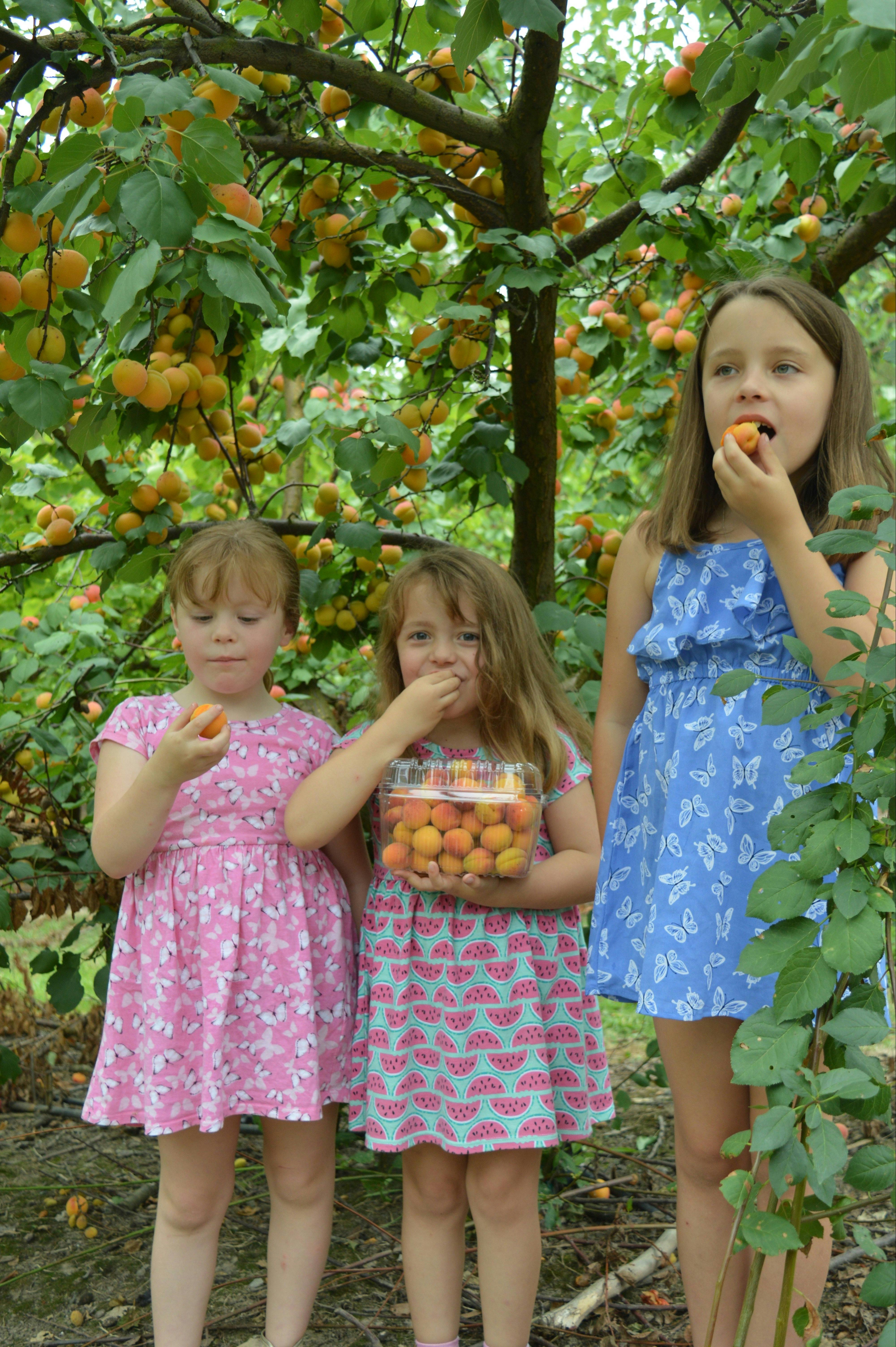 Apricot and stone fruit season at Rayner's Orchard