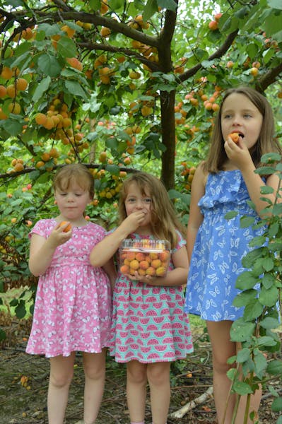 Apricot and stone fruit season at Rayner's Orchard