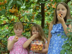 Apricot and stone fruit season at Rayners Orchard
