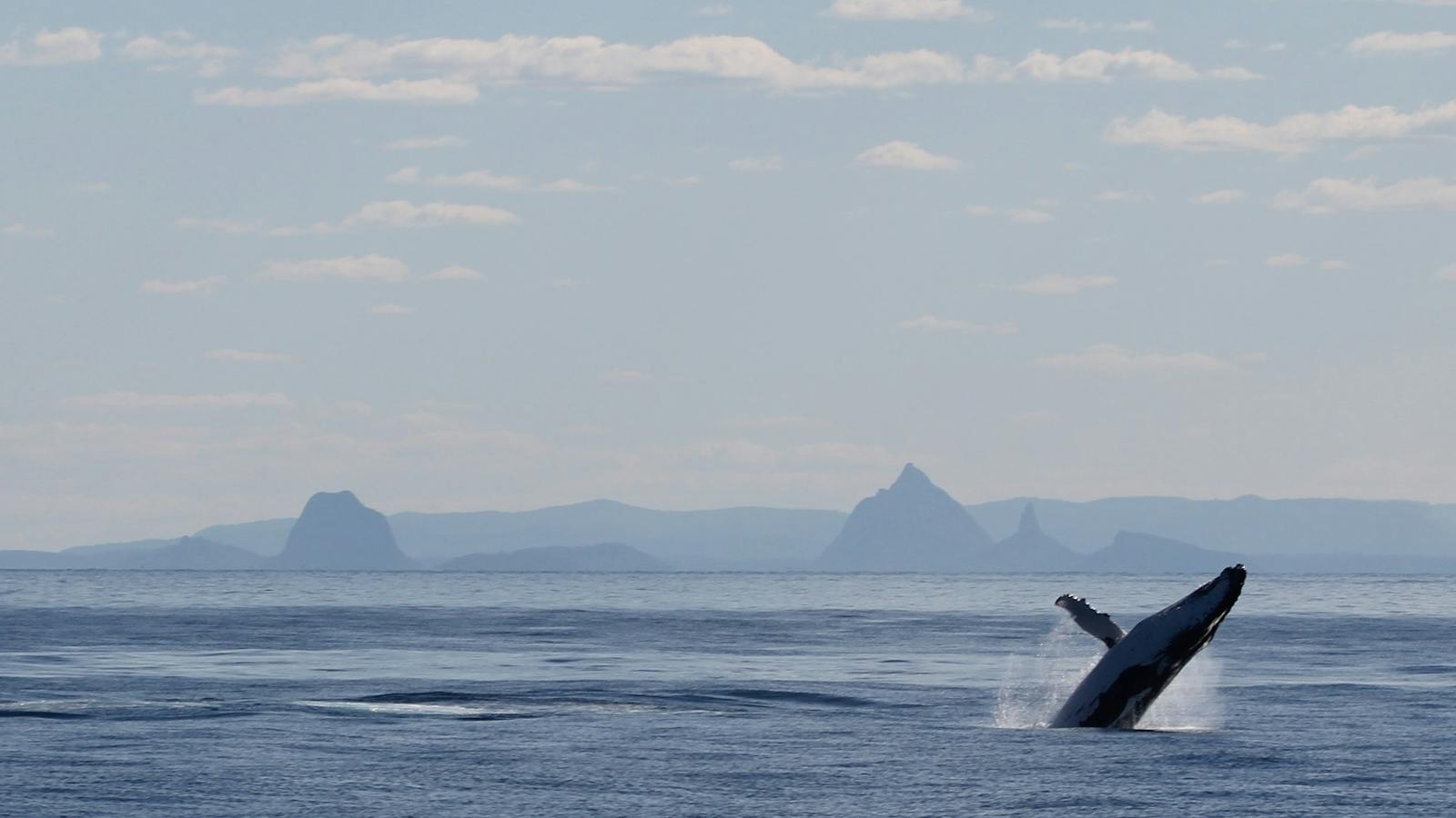 Whale breach