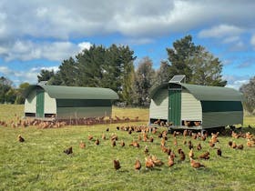 Majura Valley Pastured Chicken Tractors