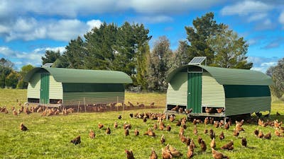 Majura Valley Pastured Chicken Tractors