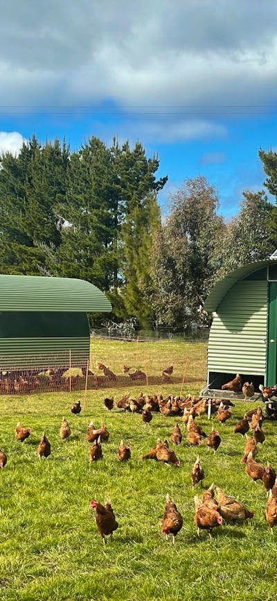 Majura Valley Pastured Chicken Tractors