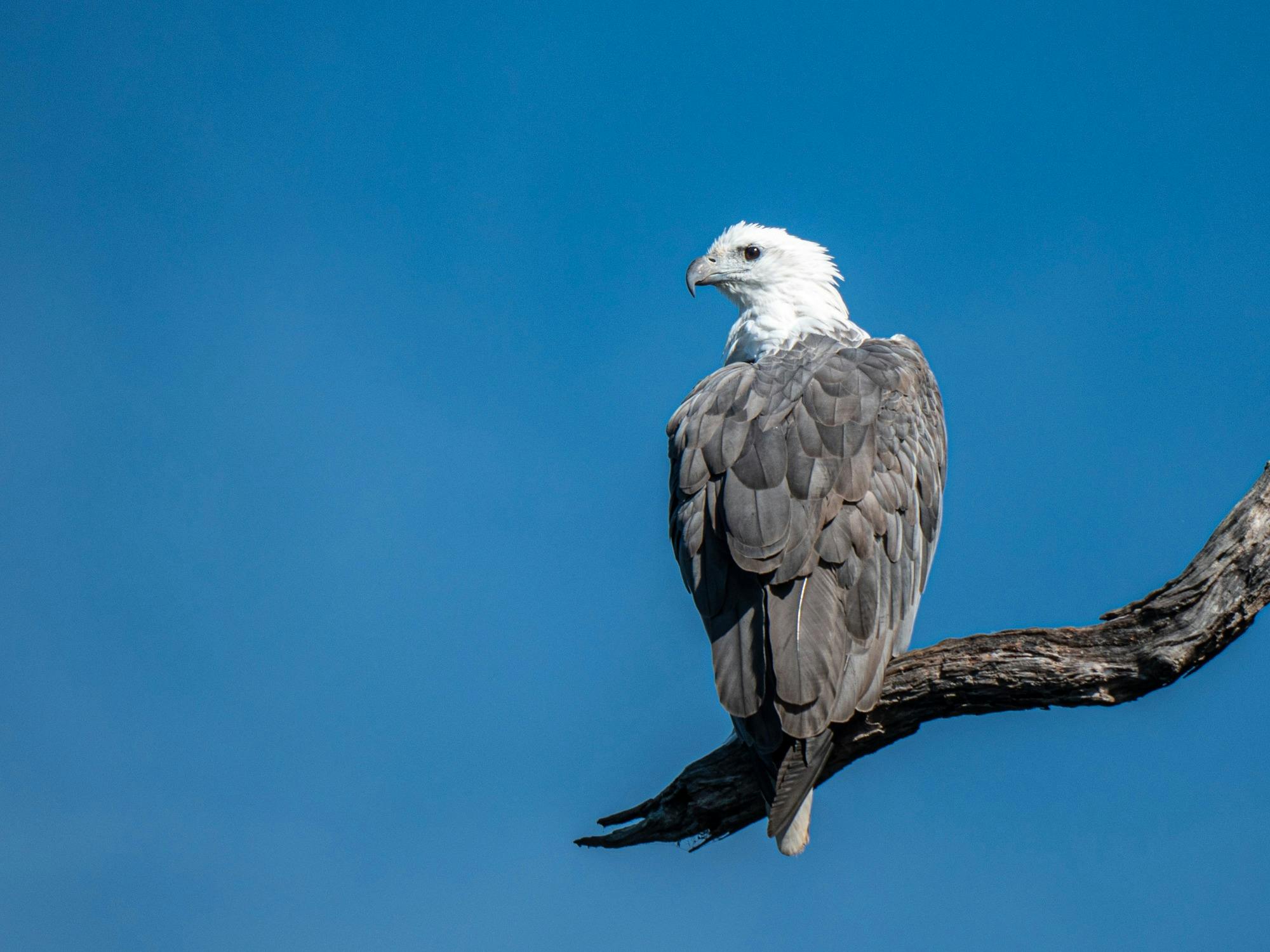bird in a tree with blue sky background