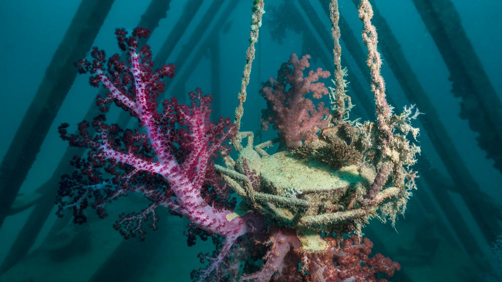 Coral Greenhouse & Ocean Sentinels / MOUA / Museum of Underwater Art