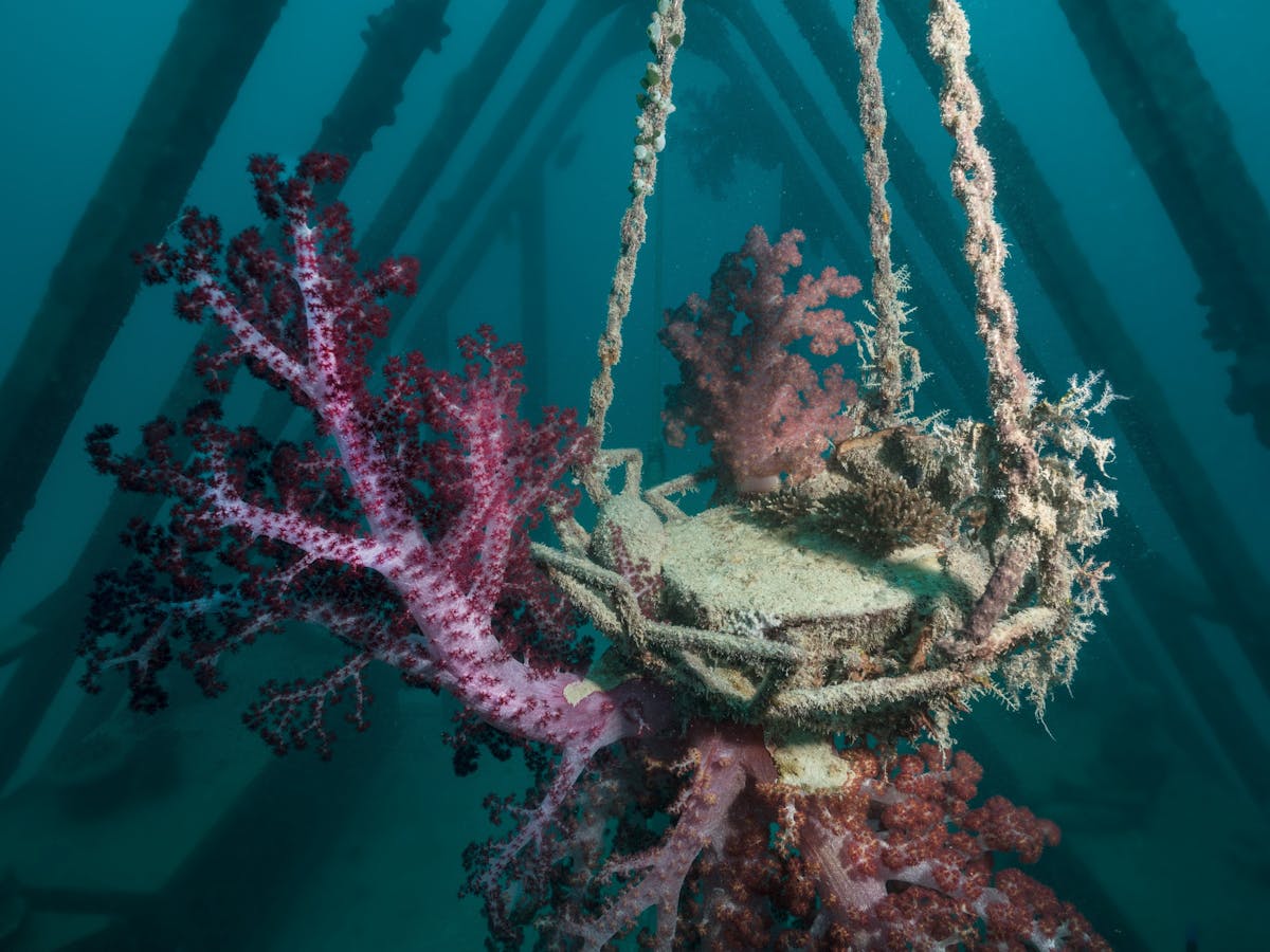 Coral Greenhouse / MOUA / Museum of Underwater Art