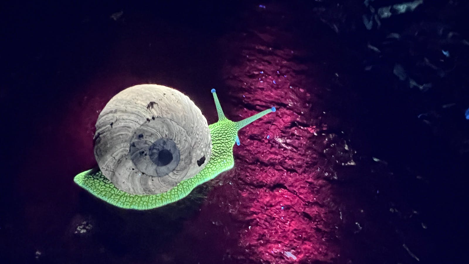 Ordinary snail on an ordinary rock, both glowing
