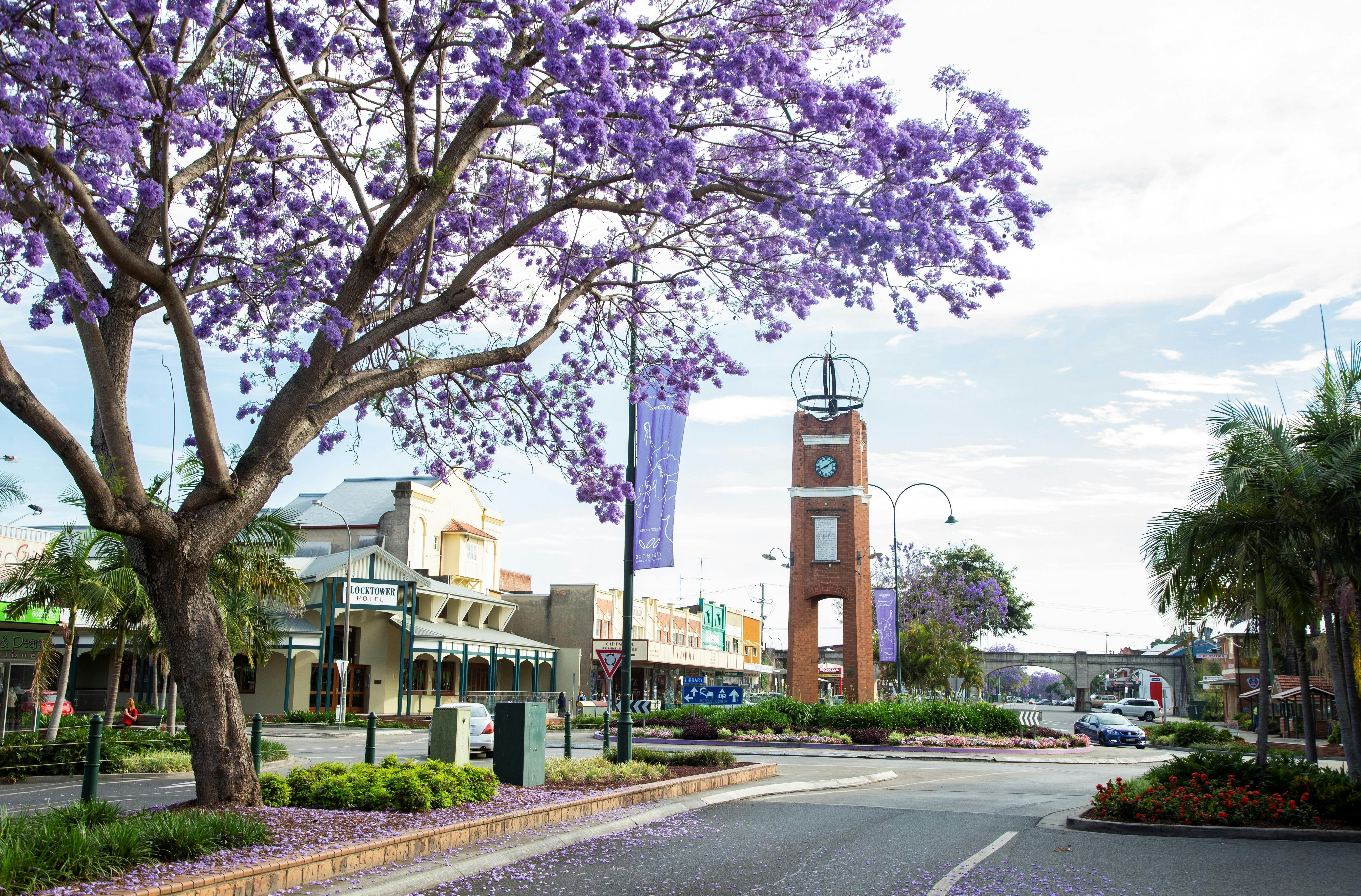 Jacaranda Festival