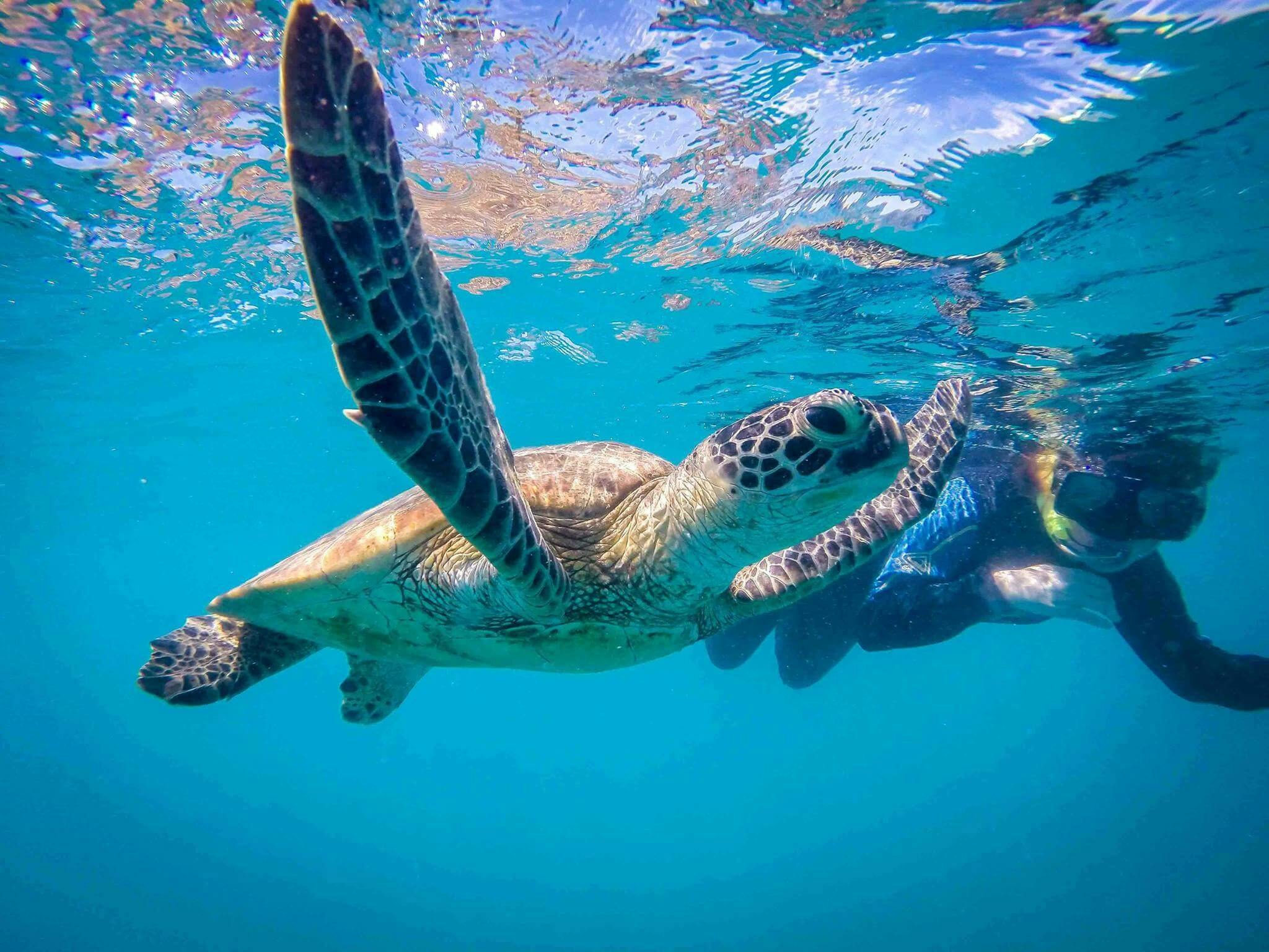 Snorkelling with Turtle