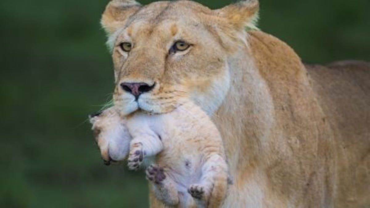 Wildlife photography talk