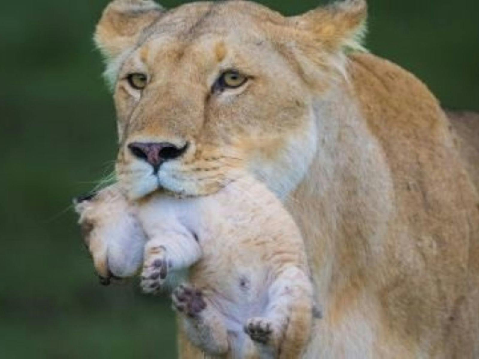 Wildlife photography talk Wildlife photography talk