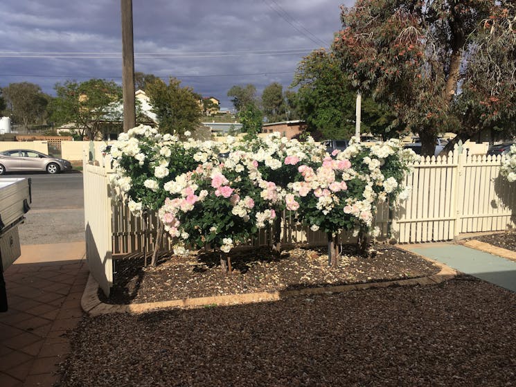 Beautiful display of our roses in the front yard